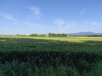 Randonnée Marche Heimsbrunn - HeimReinParaisVogel - Photo