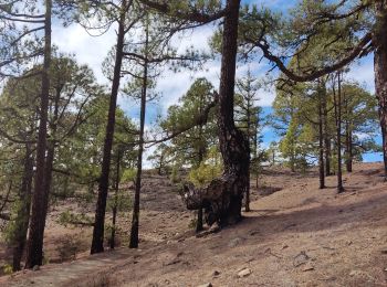 Tocht Stappen Vilaflor - Sombrero de Chasna - Photo