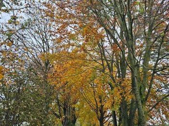 Tour Wandern Herve - Thimister et son Marché de Noël 🎅🎄 alsacien 🥨  - Photo