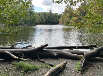 Tour Wandern Hoeilaart - Grœnendael La Hulpe 16,1 km - Photo