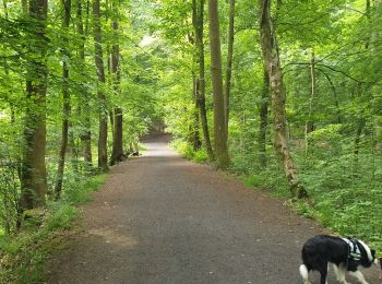 Excursión Esquí de fondo Braine-Le-Comte - Braine le Comte - Photo