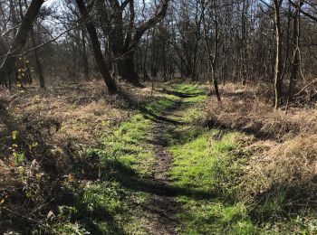 Percorso Marcia Nieuwpoort - Ter duinen - Photo