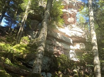 Tour Mountainbike Celles-sur-Plaine - Celles sur Plaines - Photo