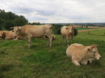 Tocht Te voet Borgloon - Grootloon Oranje kruis - Photo