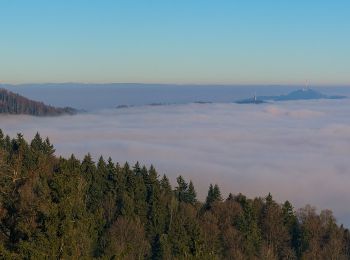 Tocht Te voet Horgen - Schnabellücke - Langnau Gattikon - Photo