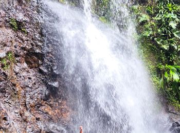 Trail Walking Sainte-Rose - Guadeloupe - Saut des Trois Cornes - Sofaïa - Photo