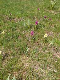 Tour Wandern Bellecombe - crêt chalam borne au lion - Photo