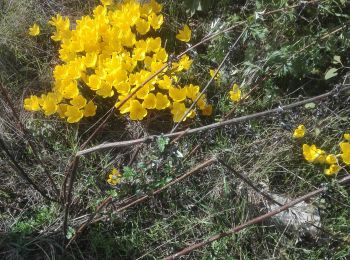 Trail Walking Beauvallon - Ch Tousmas 8-10-2020 - Photo