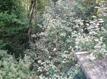 Tocht Te voet Weil der Stadt - DE-SWV Gelbe Raute, Aidlingen Am Kieneberg - Steckental - Photo