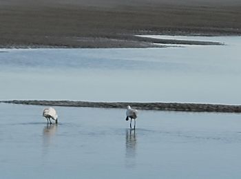 Percorso Camminata nordica Le Touquet-Paris-Plage - Marche nordique : Boucle 12 km Le Touquet - Merlimont - Photo