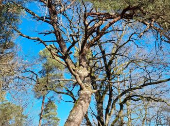 Tour Wandern Dhuizon - dhuyzon gs - Photo