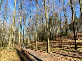 Tour Wandern Halle - Dans le Bois de Halles - Photo