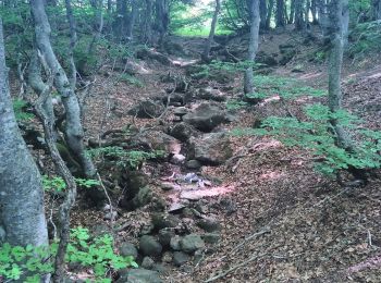 Excursión Senderismo Sainte-Eulalie - Sainte Eulalie les sources le Gerbier - Photo