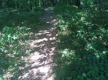 Tocht Stappen Antonne-et-Trigonant - Lanmary variente 1 - Photo