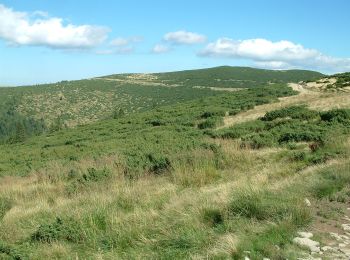 Tour Zu Fuß  - Șaua Bohodei-Vf. Custurilor-Stâna de Vale - Photo