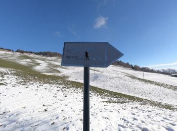 Tocht Te voet Vertova - Il Sentiero di San Patrizio - Photo