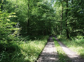 Tour Wandern Momignies - Momignies - Circuit Natura 2000, des sites qui valent le détour - Ht08 - Photo