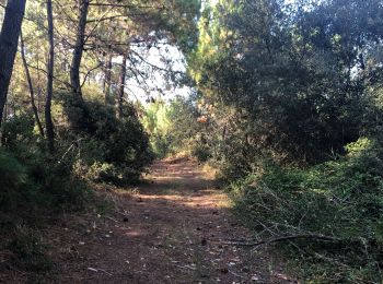 Tocht Stappen Saint-Trojan-les-Bains - St trojan les bains la grande plage par la forêt  - Photo