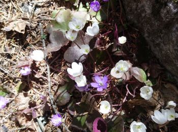 Trail Walking Modane - Boucle Valfréjus / Praz de Riou - Photo