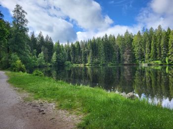 Trail Walking Hinterzarten - Hinterzarten - Mathisleweiher - Photo