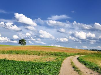 Tour Zu Fuß Rosochaty Róg - Ścieżka edukacyjna Płazy - Photo