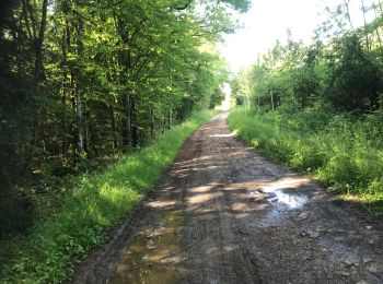 Randonnée Marche Madonne-et-Lamerey - Bois de Dompaire  - Photo