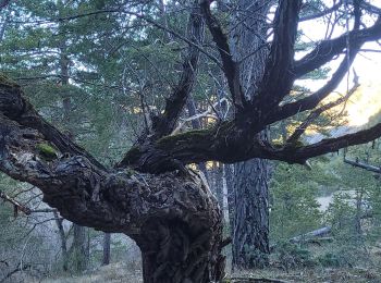 Tour Wandern Furmeyer - Chazal par les crêtes - Photo