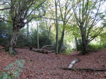 Tocht Te voet Oudsbergen - Station As Groene rechthoek - Photo