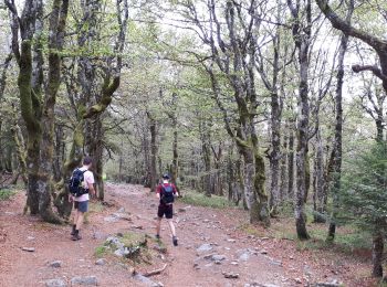 Randonnée Marche Le Valtin - Les Rochers des Hirschsteine - Lac Vert - Photo