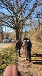 Trail Equestrian Longeville-lès-Saint-Avold - Wikiloc - Saint-Avold : Etang de la Papiermüehle et point de vue du Steinberg - Photo