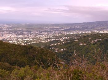 Tocht Trail Salazie - Sentier scoot/ la redoute - Photo