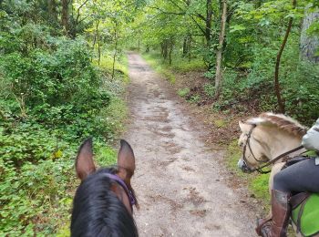 Tour Pferd Neufchâtel-Hardelot - Wikiloc - Hardelot plage et château - Photo