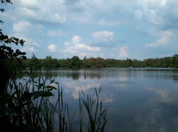 Tour Zu Fuß Houthalen-Helchteren - Hengelhoef Blauwe ruit - Photo