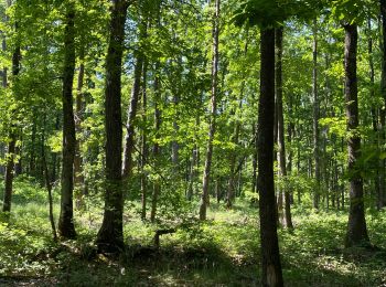 Tour Wandern Vézelin-sur-Loire - Amions : forêt de Bas - Photo