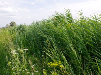 Randonnée A pied Sarród - Sziki őszirózsa tanösvény - Photo