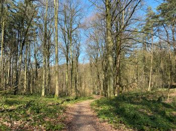 Tour Wandern Villers-la-Ville - Promenade du Bois de Berines - Photo