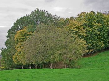 Randonnée A pied Hamoir - Promenade de la Croix du Curé de Sy - Photo