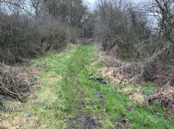 Trail Walking Somme-Leuze - Nettinne 19,8 km - Photo