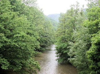 Trail On foot Gemeinde Heiligenkreuz - Cholerakapelle - Kalkgraben - Photo