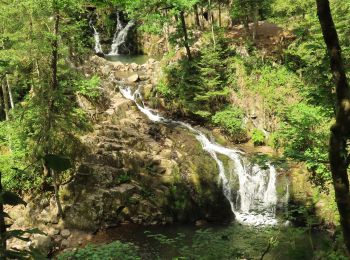 Tour Reiten Le Tholy - 2022-06-03 Rando CVA Le Tholy Gerbamont - Photo
