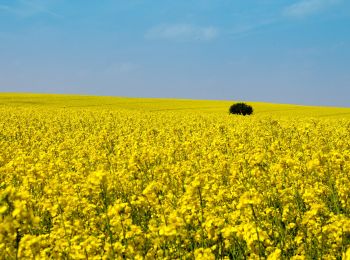 Tour Zu Fuß Witten - Stockum Rundweg A1 - Photo