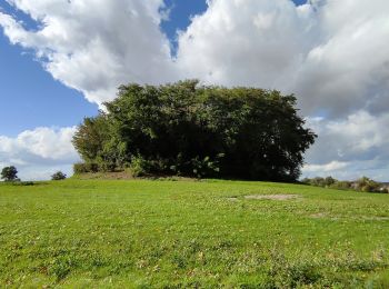 Randonnée Marche Incourt - Promenade du Tumulus (6,1km)  - Photo