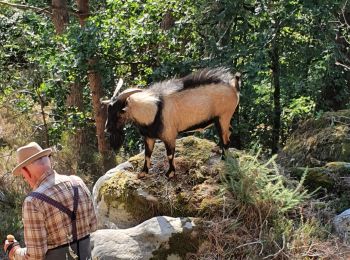 Tocht Stappen Saint-Pierre-lès-Nemours - balade avec un bouc - Photo