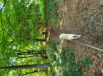 Excursión A pie Anthisnes - boucle de Targnon au domaine du Rond chêne - Photo