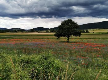 Trail On foot Foligno - Via Lauretana - Photo