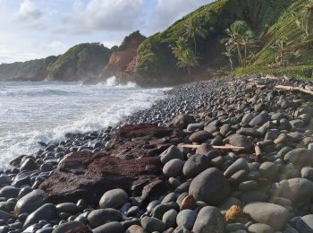 Trail Walking Le Lorrain - Boucle Anse Rivière Rouge via Maxine Vivé  - Photo