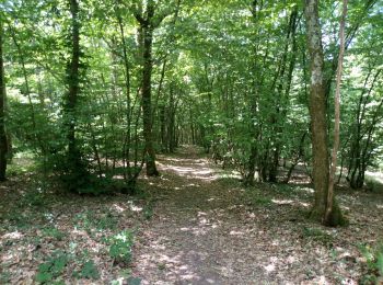 Trail Walking Villevallier - Villevallier-Saint Aubain - Photo