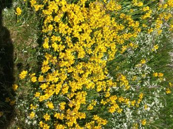 Trail Walking Wasserbourg - petit ballon - Photo