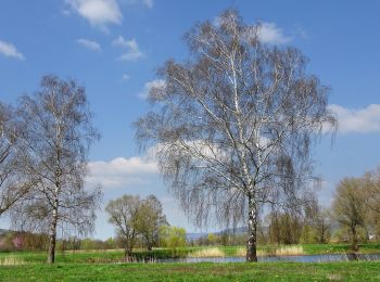 Trail On foot Alheim - Braach Rundweg B7 - Photo