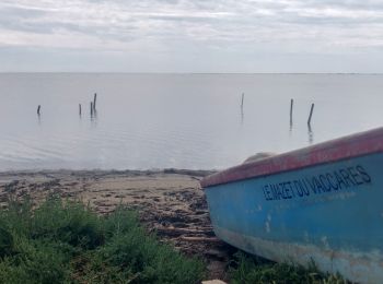 Randonnée Randonnée équestre Arles - 2019-05-02 Rando CVA Camargue Albaron Maguelonne - Photo